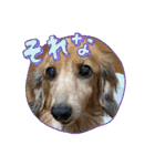ミニチュアダックスとワイヤーダックスno.3（個別スタンプ：9）