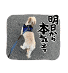 ミニチュアダックスとワイヤーダックスno.3（個別スタンプ：12）
