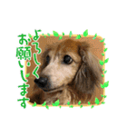 ミニチュアダックスとワイヤーダックスno.3（個別スタンプ：14）