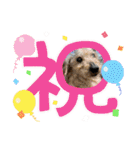 ミニチュアダックスとワイヤーダックスno.3（個別スタンプ：15）