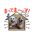 ミニチュアダックスとワイヤーダックスno.3（個別スタンプ：16）