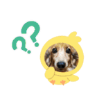 ミニチュアダックスとワイヤーダックスno.3（個別スタンプ：17）