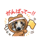 ミニチュアダックスとワイヤーダックスno.3（個別スタンプ：19）