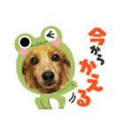 ミニチュアダックスとワイヤーダックスno.3（個別スタンプ：20）