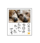 ミニチュアダックスとワイヤーダックスno.3（個別スタンプ：21）