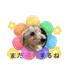 ミニチュアダックスとワイヤーダックスno.3（個別スタンプ：26）