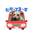 ミニチュアダックスとワイヤーダックスno.3（個別スタンプ：29）
