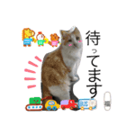 福しかないニャン（個別スタンプ：1）