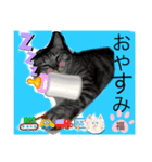 福しかないニャン（個別スタンプ：4）