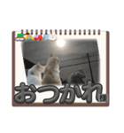 福しかないニャン（個別スタンプ：5）