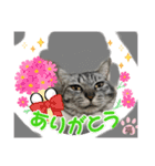 福しかないニャン（個別スタンプ：8）
