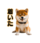 柴犬の便利な日常連絡【即レス】（個別スタンプ：7）