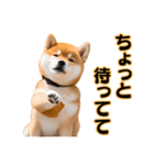 柴犬の便利な日常連絡【即レス】（個別スタンプ：8）