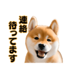 柴犬の便利な日常連絡【即レス】（個別スタンプ：19）