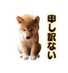 柴犬の便利な日常連絡【即レス】（個別スタンプ：25）