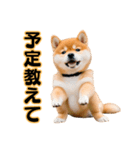 柴犬の便利な日常連絡【即レス】（個別スタンプ：35）