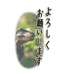 敬語でご挨拶 恐竜編(BIG)（個別スタンプ：15）