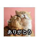 猫ママ 【日常編】（個別スタンプ：3）
