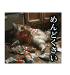 猫ママ 【日常編】（個別スタンプ：13）