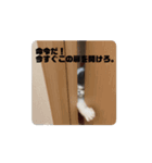 エキゾのぽん吉スタンプ（個別スタンプ：7）