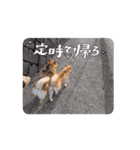 真•柴犬（個別スタンプ：9）