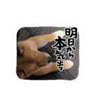 真•柴犬（個別スタンプ：11）