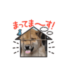 真•柴犬（個別スタンプ：13）