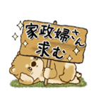 柴犬『ぐうたらちゃん』たまにはね！（個別スタンプ：1）