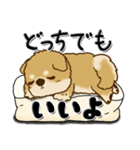 柴犬『ぐうたらちゃん』たまにはね！（個別スタンプ：11）