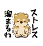 柴犬『ぐうたらちゃん』たまにはね！（個別スタンプ：31）