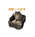 たれ目猫ルカ君のスタンプ2（個別スタンプ：14）