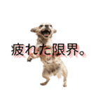 面白いりある犬猫ミーム（個別スタンプ：9）