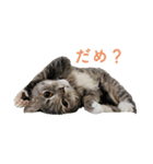 丼ぶりのすたんぷだよ（個別スタンプ：7）