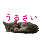 丼ぶりのすたんぷだよ（個別スタンプ：9）