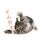 丼ぶりのすたんぷだよ（個別スタンプ：12）