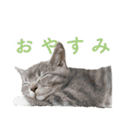 丼ぶりのすたんぷだよ（個別スタンプ：16）