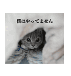 丼ぶりのすたんぷだよ（個別スタンプ：21）