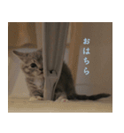 丼ぶりのすたんぷだよ（個別スタンプ：22）