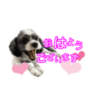 ぽてこわんこ（個別スタンプ：1）