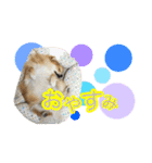 ぽてこわんこ（個別スタンプ：4）