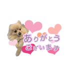 ぽてこわんこ（個別スタンプ：6）