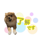 ぽてこわんこ（個別スタンプ：11）