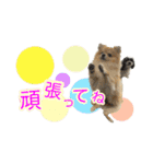 ぽてこわんこ（個別スタンプ：16）