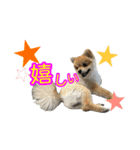 ぽてこわんこ（個別スタンプ：19）