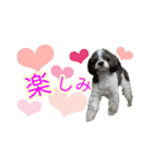 ぽてこわんこ（個別スタンプ：20）