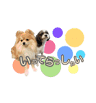 ぽてこわんこ（個別スタンプ：21）