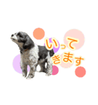 ぽてこわんこ（個別スタンプ：22）