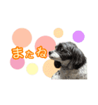 ぽてこわんこ（個別スタンプ：24）