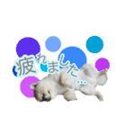 ぽてこわんこ（個別スタンプ：25）