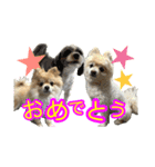 ぽてこわんこ（個別スタンプ：29）